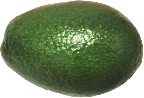 Avocado